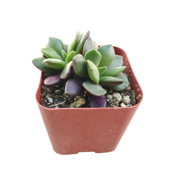 Anacampseros Telephiastrum f. Variegatum Sunrise (2"  Plastic Pot) - Live, Tiny, Healthy, Easy to Care Succulents