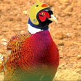 thumbnail image 5 of Casco para mascotas, casco de pollo, sombrero para mascotas, casco de juguete, casco de gallina, disfraces, accesorios de pollo, 8 piezas, 5 of 5