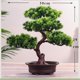 thumbnail image 2 of Árbol de pino bonsái artificial, decoración de plantas artificiales Zen, plantas artificiales en macetas for decoración, exhibición de escritorio, 2 of 2