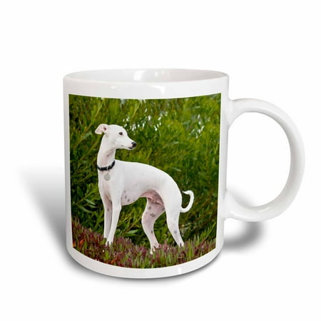 Raffaellesco Italian Ceramic - 3dRose An Italian Greyhound dog - US05 ZMU0263 - Zandria Muench Beraldo, Ceramic Mug, 11-ounce