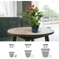 thumbnail image 5 of Live Red Anthurium, Flowering Plant, Indoor Potted Houseplant, Blooming Birthday Gift, Christmas Gift, Plant Mom Dad Gift, Fully Rooted Plant, Wedding Decor in 4" Pot, 5 of 5