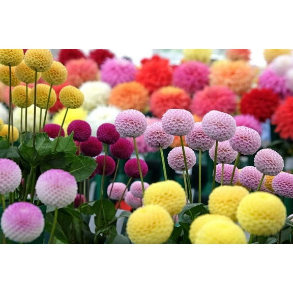 Dahlia Pom Pom Seeds for Planting - 100  Seeds - Mixed Color Pom Pom Dahlia Seeds