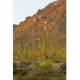 thumbnail image 2 of Lord, Fred 23x32 White Modern Wood Framed Museum Art Print Titled - USA, Arizona, Tucson Desert sunset in Saguaro NP, 2 of 4