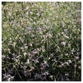 thumbnail image 2 of Everwilde Farms - 1/4 lb Evening Scented Stock Garden Flower Seeds - Gold Vault Bulk Seed Packet, 2 of 3