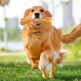 thumbnail image 2 of Pet Teething Chuck It Dog Shape Dog Squeaky Dog Pet Chew 1pc, 2 of 4