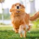 thumbnail image 2 of Juguete masticable para mascotas Chuck It con forma de perro, chirriante, para perros, 1 unidad, 2 of 4
