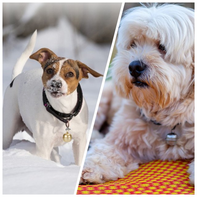 Dvkptbk Dog GPS T-racker Real Pet GPS T-racker Location & Activity T-racking Collar With Alarm For Dogs And Cats APP Control