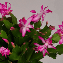 Pink Thanksgiving Cactus Plant Live for Planting, Holiday Cactus Flower Schlumbergera Succulent Plant for Indoor Outdoor 4-7" Tall in 2 Inch Pot