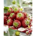thumbnail image 1 of Tasc Strawberry Bulbs – Sequoia Strawberry Fruit Plant Bulb, 1 of 2