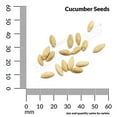 thumbnail image 3 of Ferry-Morse 670MG Cucumber Spacemaster Bush Annual Vegetable Seeds, Full Sun, 3 of 11