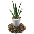 ⭐ Premium Aloe Vera Potting Soil Mix (1 Quart Bag)