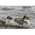 thumbnail image 2 of Illg, Cathy and Gordon 18x13 Black Ornate Wood Framed with Double Matting Museum Art Print Titled - Sea Lion Island Silvery grebe feeding chick, 2 of 4