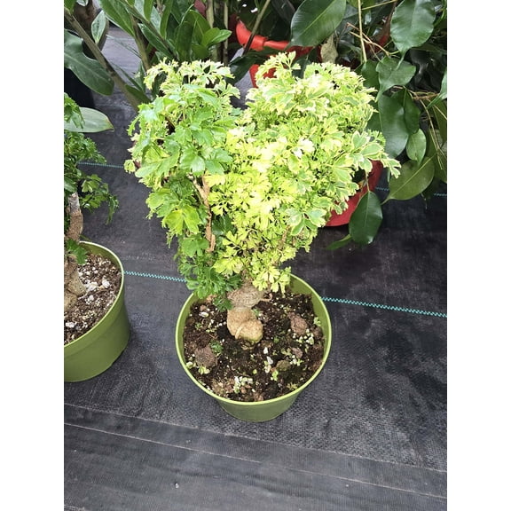 6 inch Pot - about 12-15 inch tall Bonsai Variegated Green and white/yellow Ming Aralia, Get one similar to picture