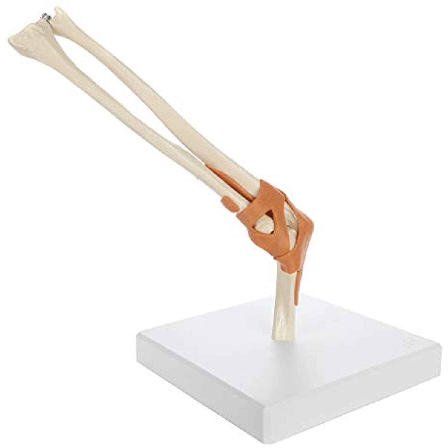 Rudiger Anatomie Functional Elbow Joint with Ligaments