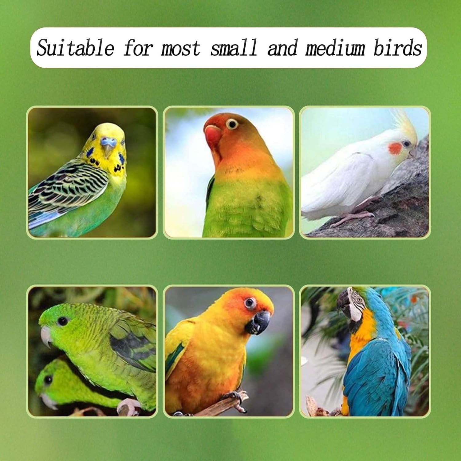 Automatic Acrylic Bird Feeder for Cage, No Mess - Small Bird Parrots, Canary, Parakeet, Budgerigar, Crested Myna, Cockatiel (XL)