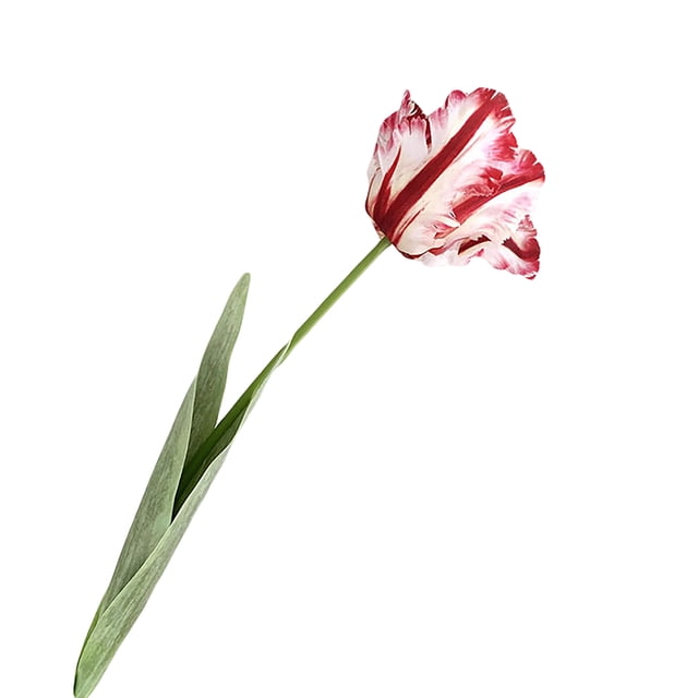 1 pieza de flor artificial vívida decorativa de 68 cm, tulipán loro 3D de tacto real, decoración de flores falsas para el hogar