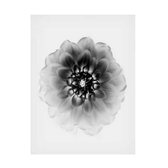 Trademark Fine Art Alex Zhao X Ray Canvas Wall Art