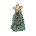 thumbnail image 1 of De Árbol De Navidad Con Estrella Luz Led Suculentas Artificiales Realistas Plantas Adorno De Escritorio Decoración De Navidad Regalos seitruly HA041334-02, 1 of 6