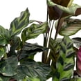 thumbnail image 5 of Florida House Plants 2-Inch Calathea Assortment Live Plant in Pots, Set of 5, 5 of 6