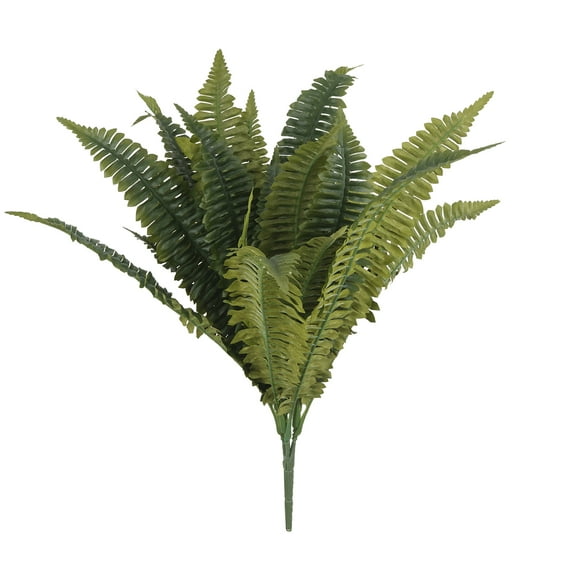 Boston Fern Bush Fern Collection by Ashland