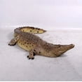 thumbnail image 6 of Crocodile Life Size Statue, 6 of 11
