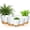 White&Brown, variant on FIASON 6 Pack Self-Watering Plant Pots, White with Brown 5/5.5/6/6.5/7/8 Inch Planters with Watering Lip, Drainage Holes & Saucer for Indoor Outdoor Garden Plants