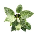 thumbnail image 6 of Element by Altman Plants 6in Philodendron Plant in H20 Self Watering Pot, 6 of 12