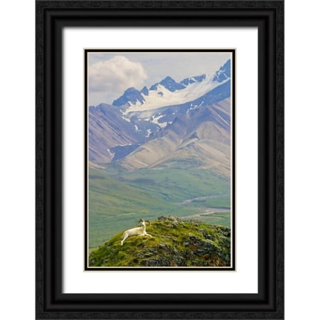 Lord, Fred 23x32 Black Ornate Wood Framed with Double Matting Museum Art Print Titled - AK, Denali NP, Polychrome Pass Dall sheep ram