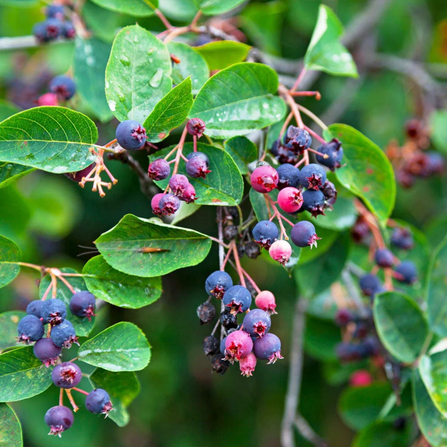 Expert Gardener 1-2' Serviceberry Autumn Brilliance® in 1 gal. Grower Pot