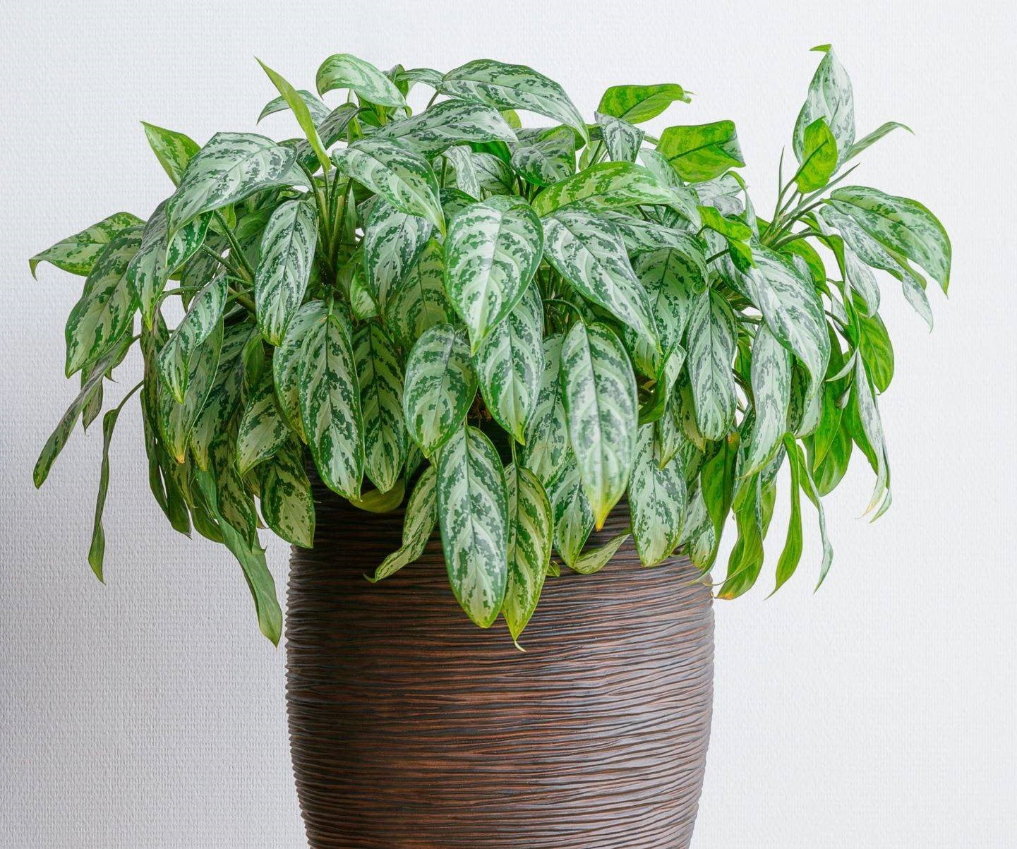 4 In Aglaonema Maria - 3 piece