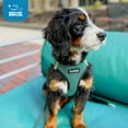 thumbnail image 6 of Voyager Step-in Air Dog Harness - All Weather Mesh Step in Vest Harness for Small and Medium Dogs and Cats - Harness (Turquoise 2-Tone), L (Chest: 18-20.5"), 6 of 10