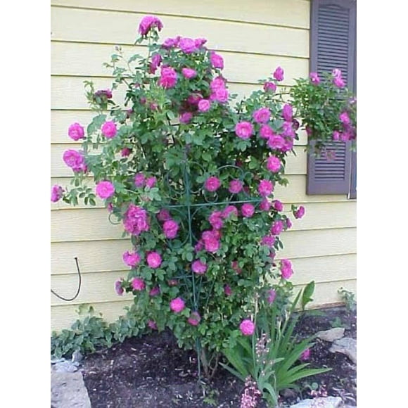 5 PURPLE CLIMBING ROSE Rosa Bush Vine Climber Fragrant Butterfly Flower Seeds