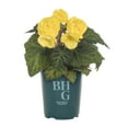 thumbnail image 2 of Better Homes & Gardens 1QT Yellow Begonia Live Annual Plant Shade 5-Pack, 2 of 7