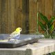 thumbnail image 5 of 3pcs Pet Parrot Ball Toys Durable Pet Bird Playthings Juguetes de bola de pájaros (dorado), 5 of 6