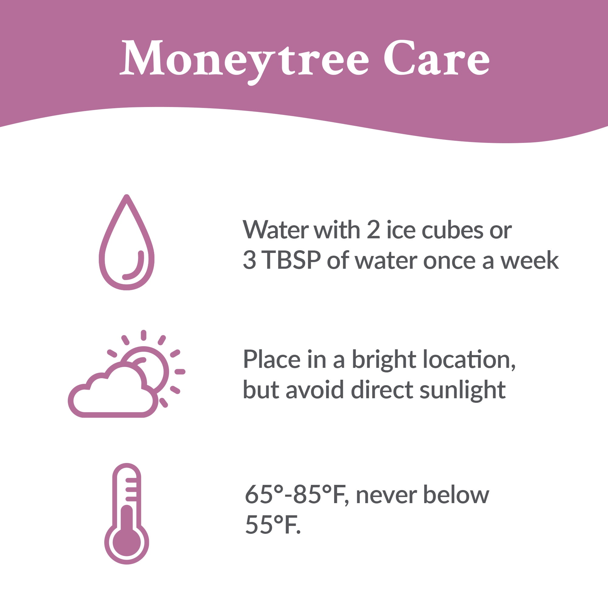 Just Add Ice 14-16" Money Tree Live Plant in 5" Grey Signature Ceramic Pot, House Plant