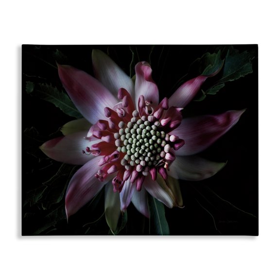 Stupell Industries Contemporary Close Up Flower Pistil Details Canvas Art, 20 x 16, by Floragraphica