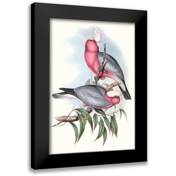 Gould, John 11x14 Black Modern Framed Museum Art Print Titled - Pastel Parrots III