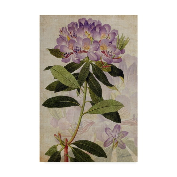 Trademark Fine Art 'Rhododendron II' Canvas Art by John Butler