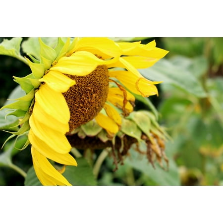 Outdoor Sun Face Wall Art Acrylic Face Mounted Prints Blossom Flower Yellow Flower Sun Flower Yellow Print 20 x 16. Worry Free Wall Installation - Shadow Mount is Included. ()