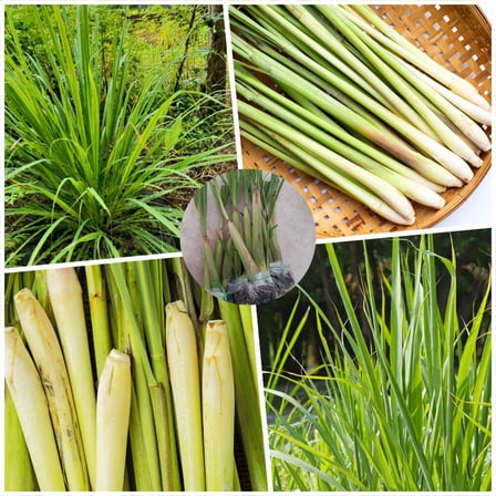 Set of 5 Lemongrass Plants Live, Live Lemongrass Plant, Fragrant Grass, 4 to 6 Inches Starter Plant, Cymbopogon, Lemon Grass Seedling for Outside