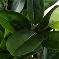 thumbnail image 6 of Pure Garden 70-inch Artificial Rubber Plant - Realistic Faux Tree, Green, 6 of 8