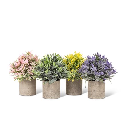 Cone Shaped Plant in Pot
