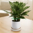 thumbnail image 4 of LULULION 4Pcs Green Plant Stand and Stem Stabilizer for Indoor Plant Growth and Outdoor Garden Use, 4 of 6