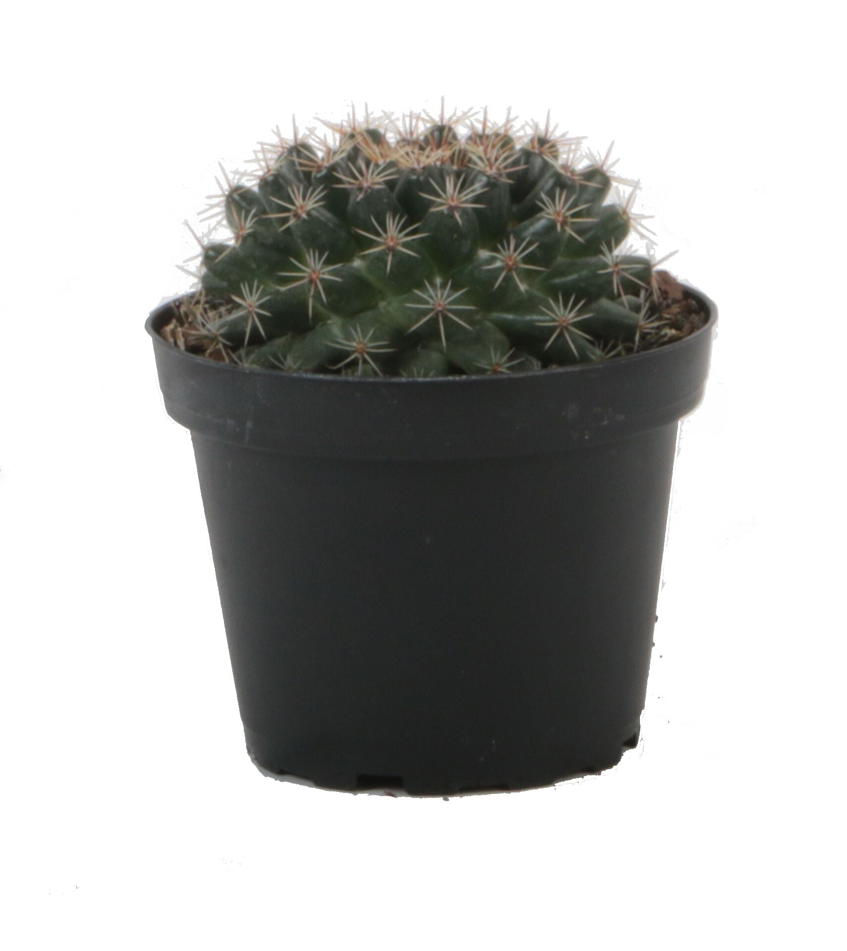 Costa Farms Desert Escape Live Indoor 4in. Cacti Strawflower in Grower Pot