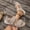 Beige, variant on KIJBLAE Women's Elastic Strap Sport Sandals, Open Toe with Ribbed Detail, Thick Sole Comfort Footwear Gray 36