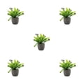 thumbnail image 3 of Decodeary Green Eco-friendly Artificial Money Tree In Pot Long-lasting Durability Realistic Appearance purple babysbreath 5Set, 3 of 6