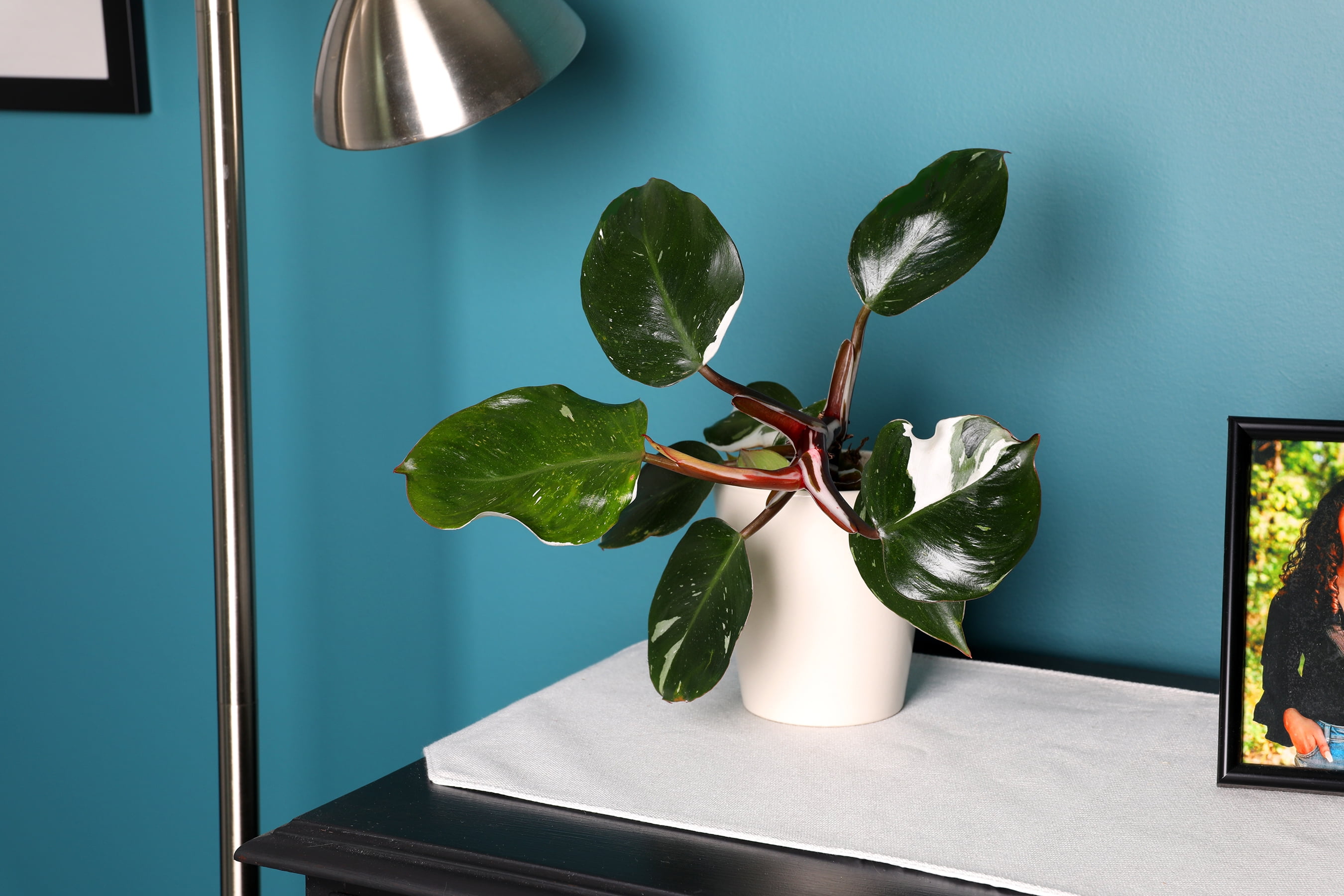 5” White Knight Philo in White Ceramic Live Plant