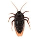 thumbnail image 5 of Cucaracha Infrarrojos Control Remoto Divertida Simulación Animal Broma, 5 of 9
