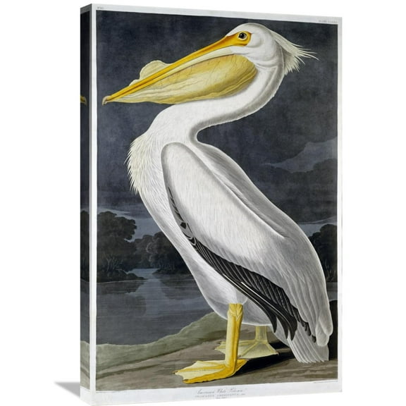 Global Gallery John James Audubon,'American White Pelican' Stretched Canvas Artwork
