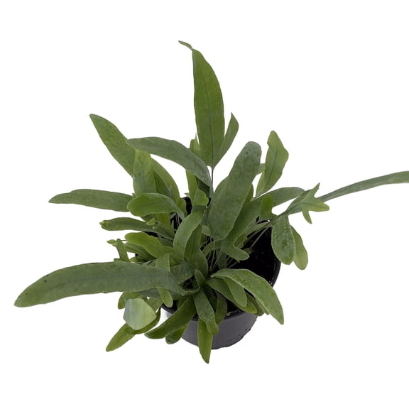 Blue Star Fern - 4" Pot - Phlebodium aureum - Easy House Plant